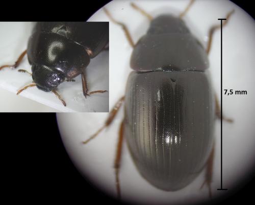 Réf. 180 820 : Hydrobius fuscipes
